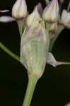 Little River Canyon onion